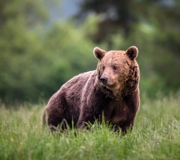 Εσείς ξέρατε ότι στο Παγκράτι κάποτε ζούσαν αρκούδες;