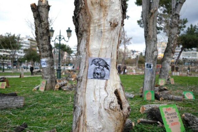 Τελικά, γιατί κόβουν τα δέντρα σε Θεσσαλονίκη και Αθήνα;