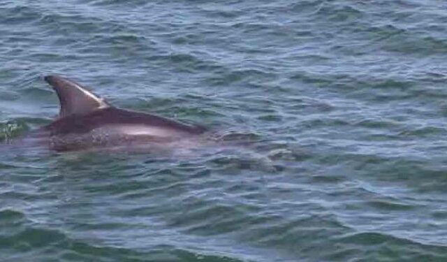 Κόρινθος: Στην παραλία Καλάμια εντοπίστηκε δελφίνι που έχασε τον προσανατολισμό του